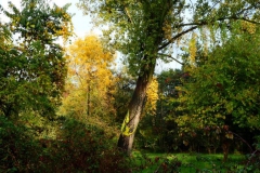 Colori d'autunno al Meisino