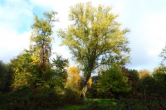 Colori d'autunno al Meisino