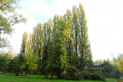 Colori d'autunno al Meisino