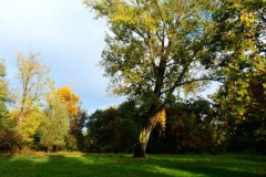 Colori d'autunno al Meisino