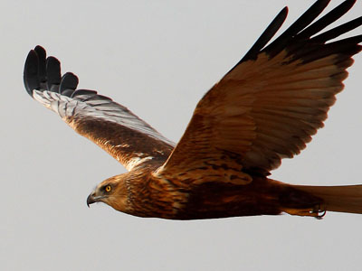 Falco-di-palude