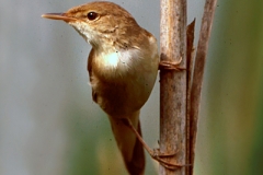 Cannaiola-verdognola