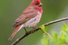 Ciuffolotto-scarlatto