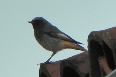 Codirosso-spazzacamino