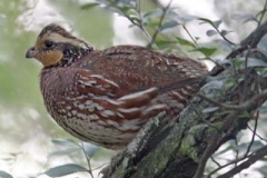 Colino-della-Virginia