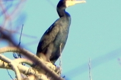 Cormorano