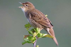 Forapaglie-macchiettato