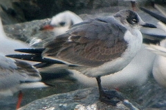 Gabbiano-di-franklin