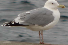 Gabbiano-reale-pontico