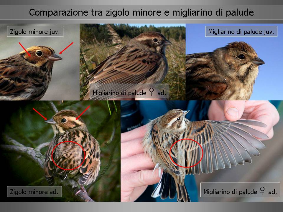 Zigolo minore: una specie rara in Piemonte ma non impossibile