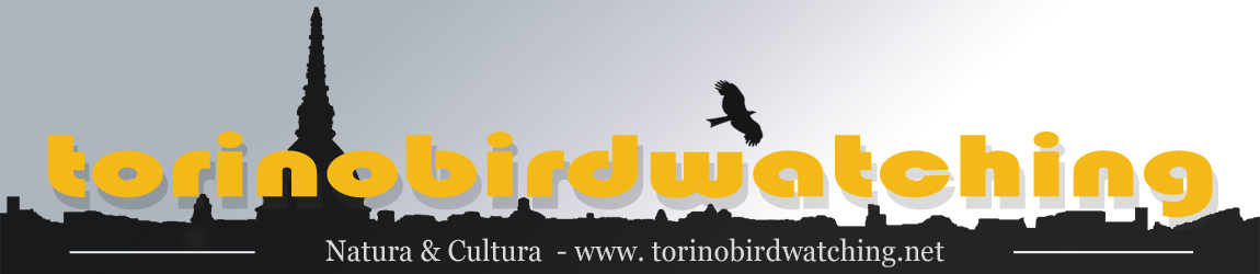 Torino Birdwatching Official Site – EBN Italia