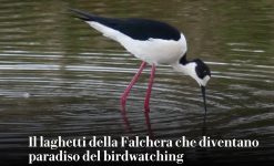 Gli Uccelli della Falchera su La Repubblica
