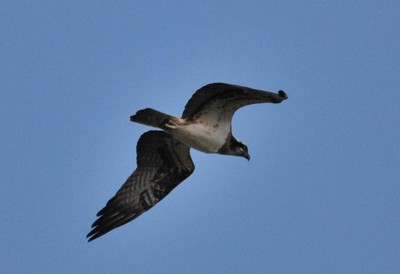 Falco-pescatore
