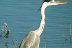 Airone cenerino