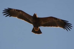 Aquila-Anatraia-minore