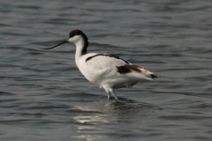 Avocetta