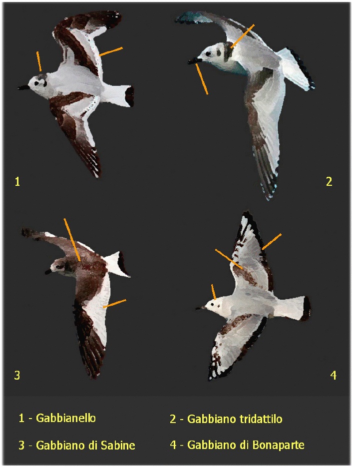 I piccoli gabbiani, l’identificazione di individui immaturi