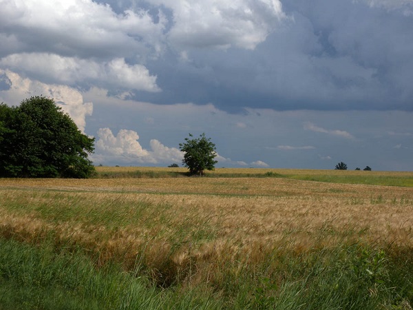 Oasi del Lago Borgarino a San Gillio e l’Associazione Le Gru