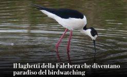 Gli Uccelli della Falchera su La Repubblica
