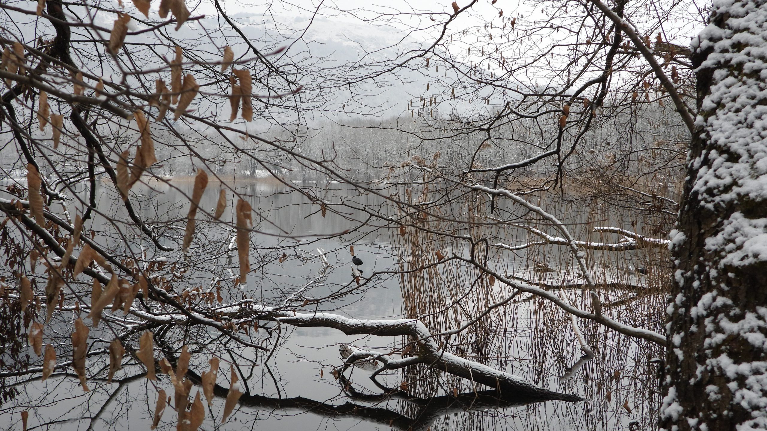 Torino Birdwatching - EBN Italia